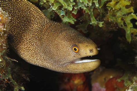 eels wild animals news facts