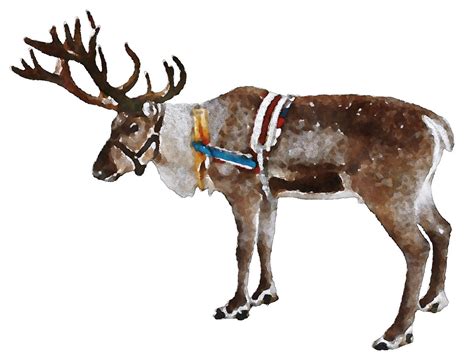 reindeer nature christmas royalty  stock illustration image pixabay