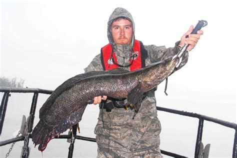 rise   snakeheads chesapeake bay magazine