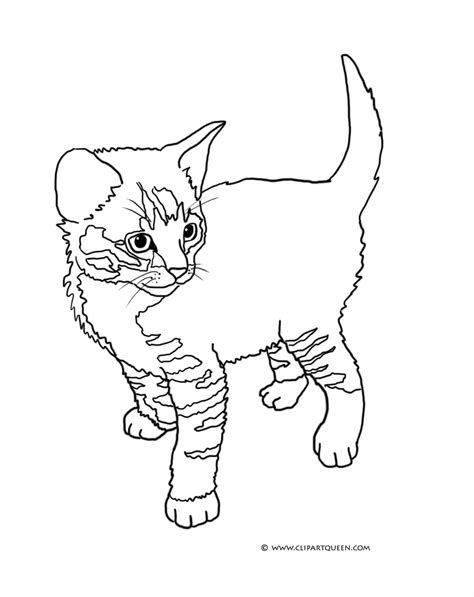 cute cats coloring pages coloring home