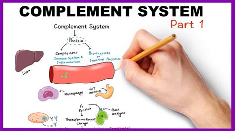 complement system part  youtube