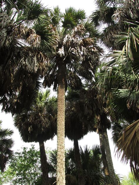 sabal mexicana sabal palm sabal palm audubon sanctuary flickr