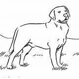 Labrador Coloring Retriever Dog Pages Kids Colouring Crafts Adult Labradors Animal Designlooter Drawings sketch template
