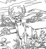 Coloring Deer Pages Tailed Print Sambar Animals Popular sketch template