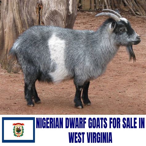 nigerian dwarf goats  sale  west virginia current directory  nigerian dwarf goat