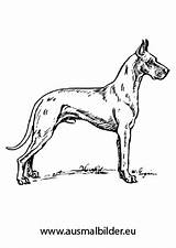 Dogge Ausmalbilder Hunde Ausmalbild Ausdrucken Ausmalen Welpen Doggen Hund sketch template