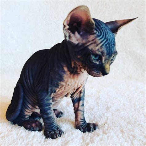 Sphynx Kittens For Sale Near Me Sphynx Cats For Sale 2020
