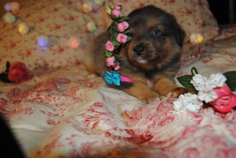 shamrock rose aussies welcome to shamrock rose aussies exciting news princess of the