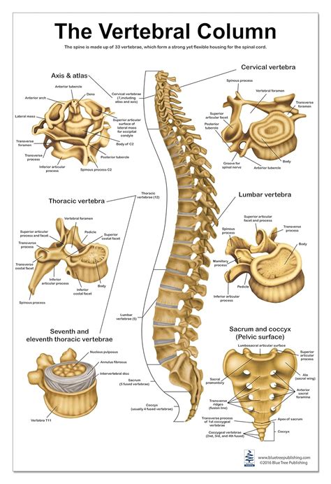 vertebral column anatomy