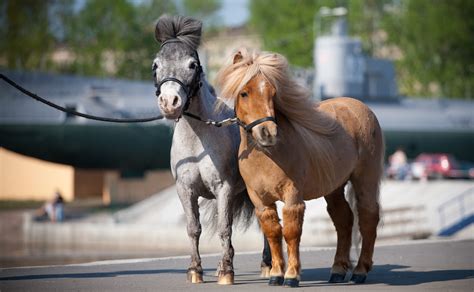 house panel approves bill allowing miniature horses  restaurants arizona capitol times