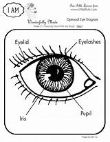 Eye Kids Coloring Kindergarten Parts Eyes Human Anatomy Worksheets Clipart Activities Google Care sketch template