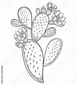 Cactus Prickly Pear Opuntia Outline Vector Flower Fig Indian Clip Fruit Illustrations Branch Stock Stem Spiny Isolated Background sketch template