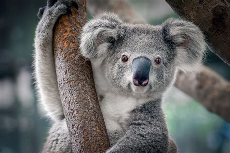 didnt   koalas