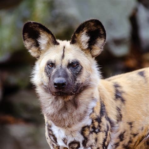 african wild dog  stock photo public domain pictures
