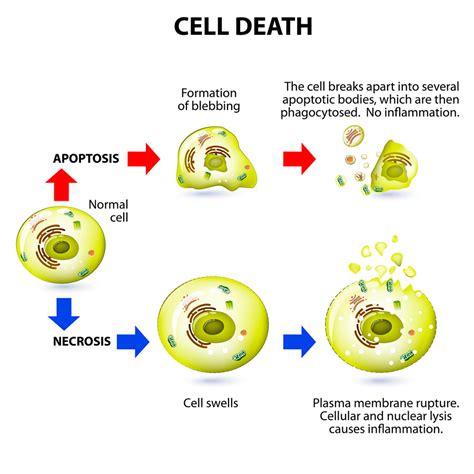 vicious cycle  hypertension  cell death