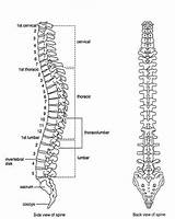 Spinal Cord Drawing Anatomy Diagram Spine Labelled Human Skeleton Bones Axial Column Vertebral Back Side Drawings Vertebrae Chart Posterior Body sketch template