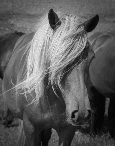 black  white photograph  horses  blonde hair