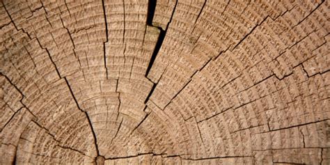 trouble  travelling tree rings botany