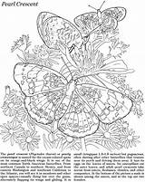 Coloring Pages Butterfly Advanced Dover Butterflies Choose Board Publications Doverpublications Morpho Crescent Pearl Blue sketch template