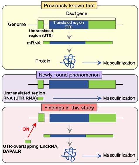 Discovery Of Long Chain Non Coding Rnas Activating Sex Determination Genes