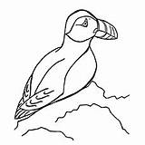 Puffin Coloring Pages Puffins Horned Atlantic Rocky Cliff Standing Toddlers sketch template
