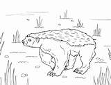 Badger Honey Coloring Pages Museprintables Printable Animals Color sketch template