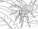 Coloring Spider Pages Printable Museprintables Pdf sketch template