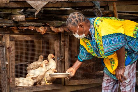 interesting facts  poultry farming  nigeria babban gona