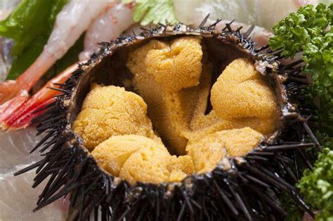 sea urchin      edible    briny taste