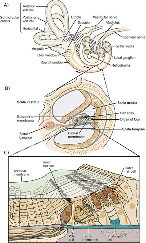 anatomy   cochlea explore organs anatomy diagram