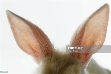 Closeup Of Rabbit Ears Photo Getty Images