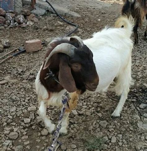 afrikan boar white boer goats only breeding use you will use rs
