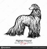 Afghan Hound sketch template