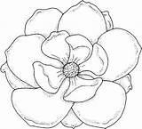 Coloring Flower Pages Flowers Large Kids Magnolia Drawing Color Outline Printable Colouring Tattoo Drawings Books Real Print Life Mississippi Rose sketch template
