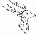 Head Stag Coloring Template Pages sketch template