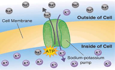 bodybuilding  sodium intake   salt