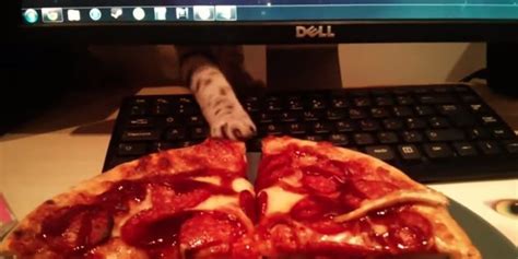 Cats Stealing Pizza Is The Video Compilation You Hunger For Huffpost