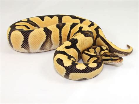 Fire Super Orange Dream Morph List World Of Ball Pythons