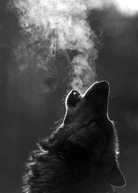 Wolf Howl In The Cold Imgur