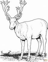 Deer Coloring Pages Caribou Realistic Clipart Red Buck Printable Mule Reindeer Deers Drawing Gif Print sketch template