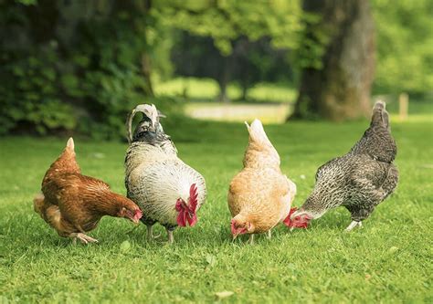 top  chicken breeds  warm climates kellogg garden products