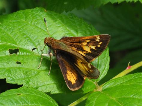 Hobomok Skipper Alabama Butterfly Atlas