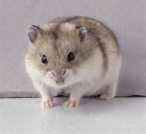 russian dwarf hamster looks like my little bug i want another one dwarf hamster cages