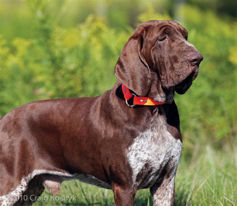 pointing dog blog breed   week  bracco italiano