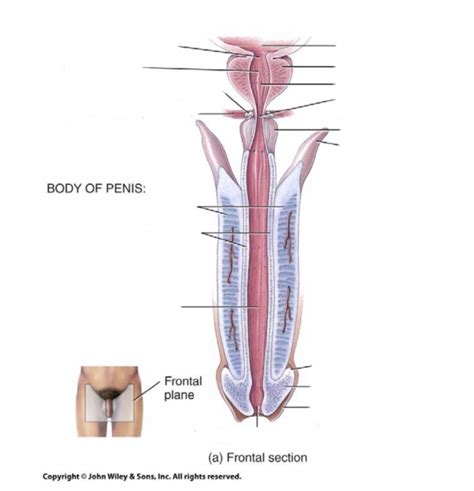 Male Reproductive System Parts Front View Human Anatomy