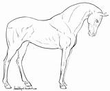 Deviantart Horse Lineart Standing Horses Coloring Sketches Pages Arabian Drawing Drawings Head Animal Line Adult Front Sketch Pegasus Gaited sketch template