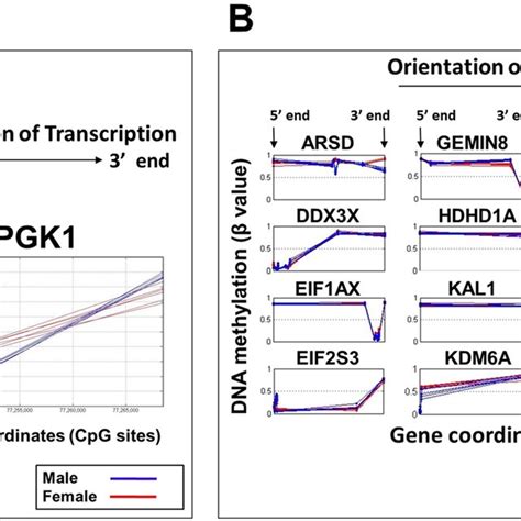 Schematic Of Sex Based Dna Methylation Signal Acquisition Multiple Cpg