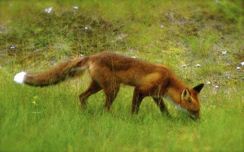 lovely red fox with white tipped tail and nose in grass