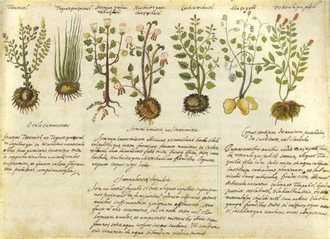 history  herbal medicine timeline timetoast timelines