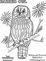 Barred Owls Horned sketch template